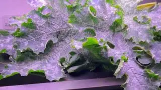 Growing Astia Zucchini in hydroponics&hellip;#vlogmas #indoorgardening 