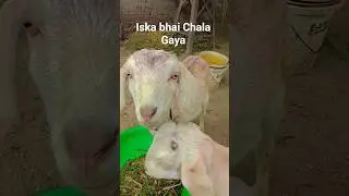 Dard Dil ke badha ke Gail humke lagal ki moti kharcha kara kar Bhojpuri neelkamal  #bhojpurisong