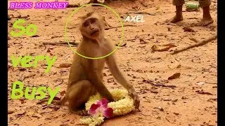 Poor Baby Monkey Abandoned AXEL Look So Busy Busy Busy...