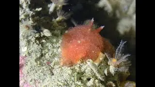 Ōtākou Muck diving 5 9 2020
