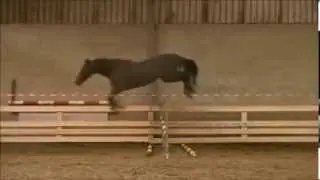 **SOLD TO SPAIN** Arizona x Montreal x Purioso ~ Loose-jumping video