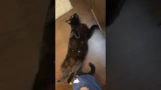 do a belly roll #cat #catlover #catvideos #catshorts #purr #catnoise #catpurr #purrfect #catsound