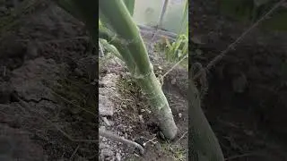 Just sun, soil and a greenhouse &ndash; and it turned into THIS