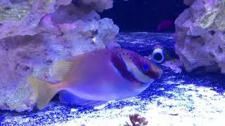 ORA Two-Bar Rabbitfish tears up hair algae!