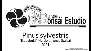 Pinus sylvestris Ikadabuki
