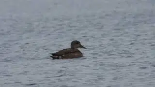 Gadwall, Canapiglia (Anas strepera)