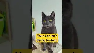 Most Owners Misunderstand This Cat Signal⚠️