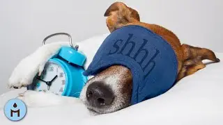 Music to Help You Sleep, Insomnia Help Calm Music, Relaxing Ambience, Lucid Dreaming Track ☀905