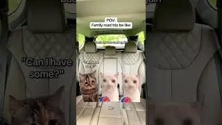 CAT MEMES 🐱Family road trip be like #catmemes #relatable #relationship