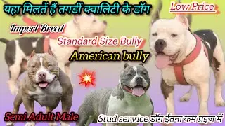 बवाल बवाल Wow😱 ऐसी क्वालिटी कभी नहीं मिलेगी Stud Service American Bully Sale व भी ईतने कम प्रइज में