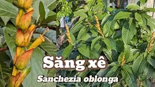 Săng Xê (Sanchezia oblonga): Hoa vàng rực rỡ quanh năm, lá gân đẹp mắt dễ chăm sóc