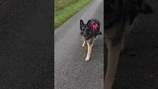 GERMAN SHEPHERD ENJOYING A QUICK WALK ON AN ENGLISH COUNTRY ROAD