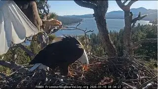 Shadow brings breakfast fish to Jackie 10.01.2026 @FOBBVCAM