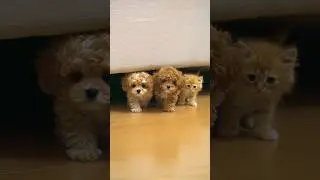 Fluffy Duo and Their Feline Sidekick  Cutest Hide & Seek Ever