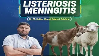Meningitis  PEM  listeriosis GID Paralysis Falij Polio encephalomalacia treatment