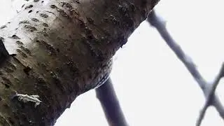 小さなキツツキが木を突く【コゲラのドラミング】身近な生き物語