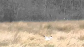 Hen Harrier male Garnock Floods 1 mar 2016