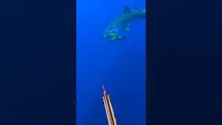 Tiger shark attack while spearfishing. #shark-encounters #oahu #hawaii #spearfishing
