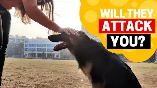 Will German Shepherd Attack its Owner?
