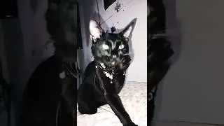 pretty little baby! 😻😻  #foryou #cats #cutecat #bombay #viralvideo #pleasesubscribe