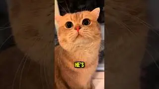 this cat is so  ADVENTUROUS !   #cat #funny #viral #catvision