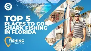 Shark Fishing in Florida: An Angler's Guide | FishingBooker