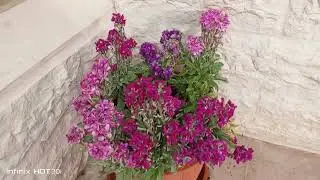 نبات المنثور/Matthiola/نباتات الزينه/نباتات مزهرة/نباتات عطرية/طريقة العناية والإكثار