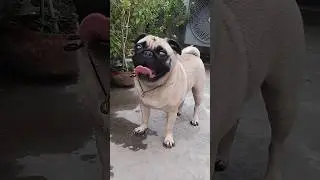 Pug Dog Barking | (Pug Dog Sound) #pug #dogbarking  #pugdogbarking #animallover #youtubeshorts
