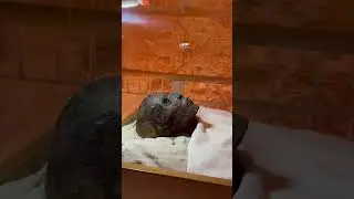 ENTRAMOS NA TUMBA DE TUTANC&Acirc;MON E ENCONTRAMOS A M&Uacute;MIA E OS TESOUROS DO FAMOSO FARA&Oacute; DO EGITO #Shorts