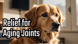 Senior Dog Hip & Joint Issues? Try This by Wuffles | #dogsupplements