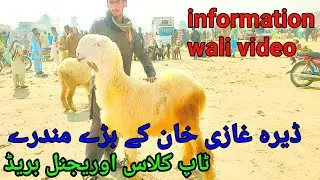 مندرہ منڈی ڈیرہ غازی خان top class heavy Mundray chhatray Puri mandi ki information