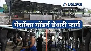भैसोंका मॉडर्न डेअरी फार्म ! Advanced Dairy Farm of Buffaloes.