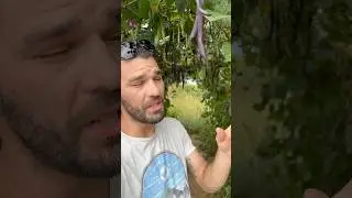 Pole Bean Tunnel #earthdwellershomestead #shorts