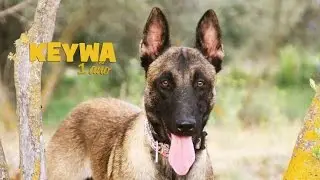 Keywa  -  1 a&ntilde;o de Dulce Locura