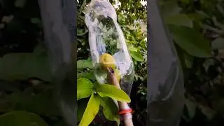 ✅ SURVIVAL SKILLS: This Bottle Hack Makes Fruit Picking Easy! 🍎 #camping #lifehacks #diy #ideas