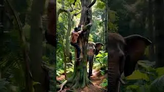 Elephant attacks on Hiker #youtubeshorts #shorts #shortvideo #short #shortsvideo #shortsfeed #viral