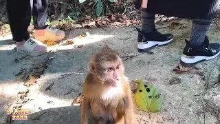 Monkey Kaka sat alone as he watched tourists pass by.