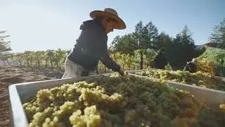 Harvest 2023 at Ridge Vineyards' Monte Bello Estate