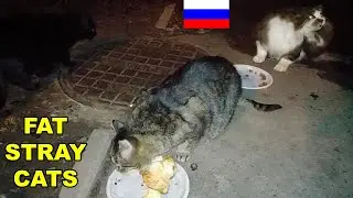 How Do Stray Cats Survive Winter in Russia