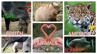 SOUTH AMERICA ANIMALS. Funny, Cute, Scary