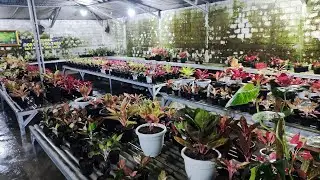Tanaman Hias aglonema