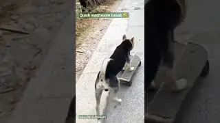 Roller Rover: Watch This Dog's Solo Skating Adventure! 🐾🛹 #Shorts #SkatingDog #SoloFun