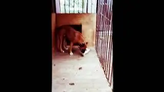 Сабака под іменім Дік. Очень злой . ..!!!!!