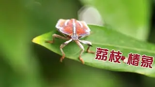 生態有影｜荔枝椿象出沒｜短片系列｜公視我們的島