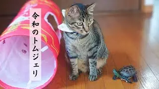 【爆笑注意】脅威のスピード！スケボー亀と猫のシュールな追いかけっこ【Beware of laughter! Surreal skateboarding turtle and cat chase】