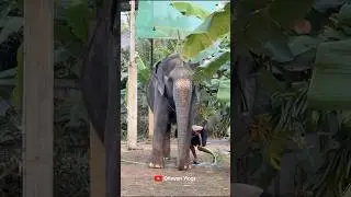 ഇക്കാ എവിടെ പോണു🤪🤪 I Kaveri Elephant Malappuram #aana #kaveri #shorts