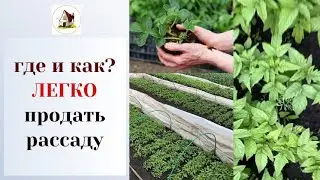18. Вырастить рассаду, а потом продать её. Рассада на продажу. 