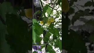 Yellow pear tomatoes in my garden producing fruits like crazy