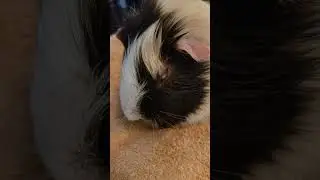 Guinea Pig Eye Injury & Care - The Basics