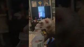 Never Underestimate A Ferret